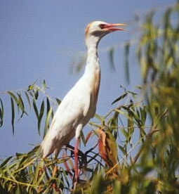 Airone guardabuoi